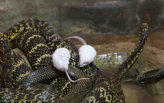 南京动物园小白鼠逆天啃食刚蜕皮大王蛇