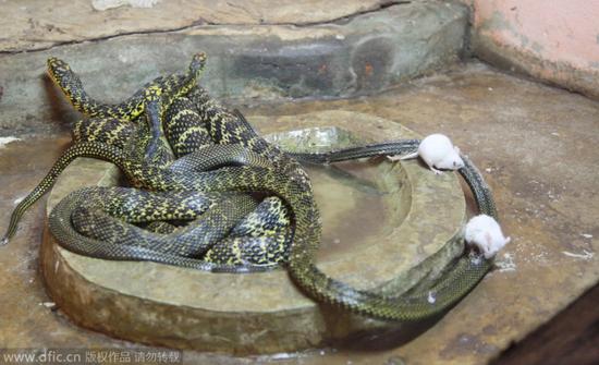 南京动物园小白鼠逆天啃食刚蜕皮大王蛇