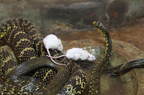 南京动物园小白鼠逆天啃食刚蜕皮大王蛇