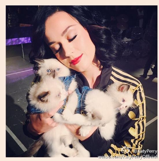 水果姐怀抱猫咪