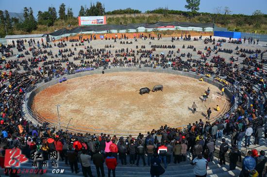 12月12日，湖南省靖州苗族侗族自治县国际民族文化斗牛场，数千群众观看斗牛比赛。   刘杰华  摄