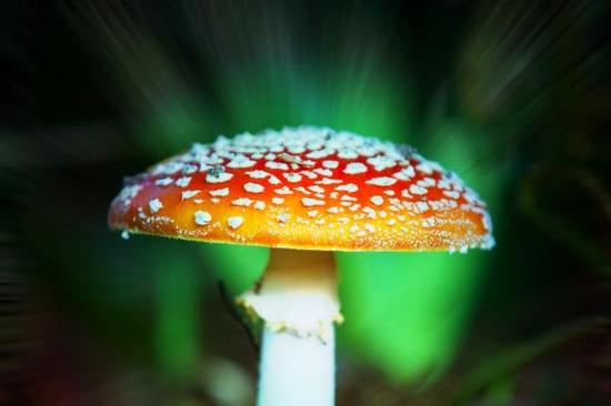 伊丽莎白女王御花园惊现神奇蘑菇 能令人致幻
