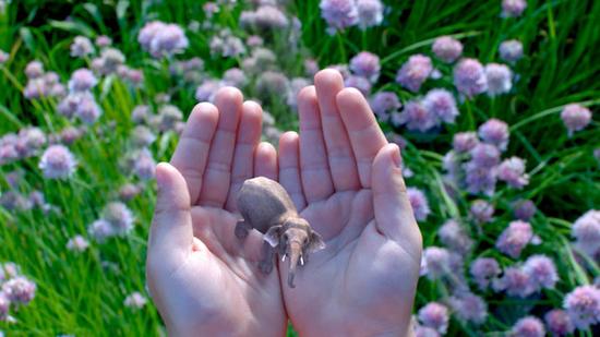 Magic Leap的技术展示