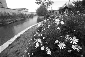 包家河水质如今已得到改善,岸边风景如画