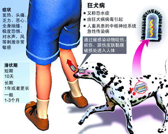 狂犬病相关知识