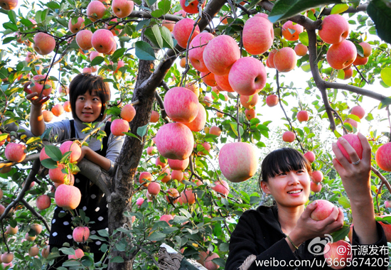 沂源红苹果(图:沂源发布)