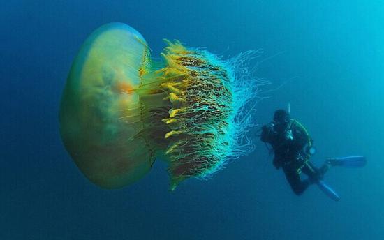 摄影师日本深海潜水遇罕见巨型野村水母