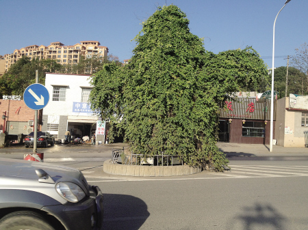 芙蓉区望龙路上，一个绿色的“怪物”横在路中央，而它曾是一棵被就地保护下来的老樟树。谢春年 摄 　　记者 谢春年