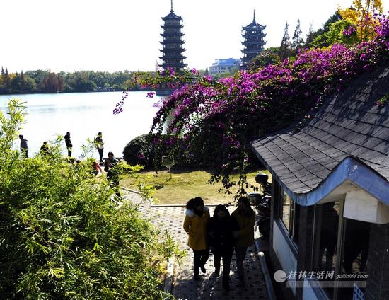 市民从衫湖畔的三角梅下走过。在桂林的街边,不仅只有树的颜色,三角梅也成为了桂林秋色的一种体现。见习记者滕嘉 摄