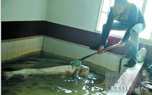 这条鳡鱼重约25公斤，长约1.4米 (记者 欧阳天 摄)