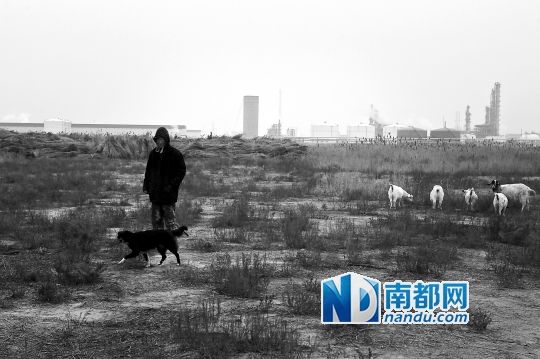 12月4日，蘇清的5只羊喝了東營(yíng)港經(jīng)濟(jì)開(kāi)發(fā)區(qū)小河溝的水，死了。