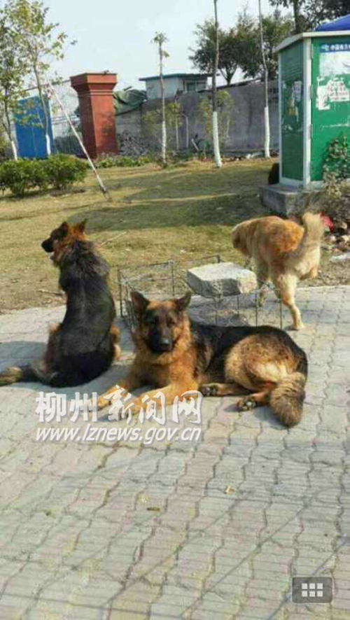 网友供图