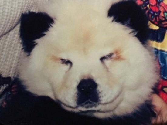 松狮被马戏团装扮成熊猫骗观众付费合影