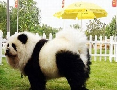 松狮被马戏团装扮成熊猫骗观众付费合影