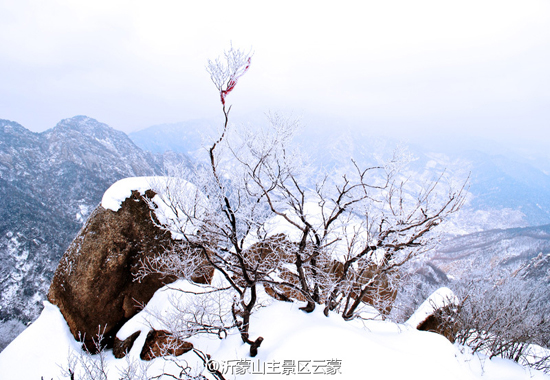 来蒙山洗肺赏雪(图:@沂蒙山主景区云蒙)