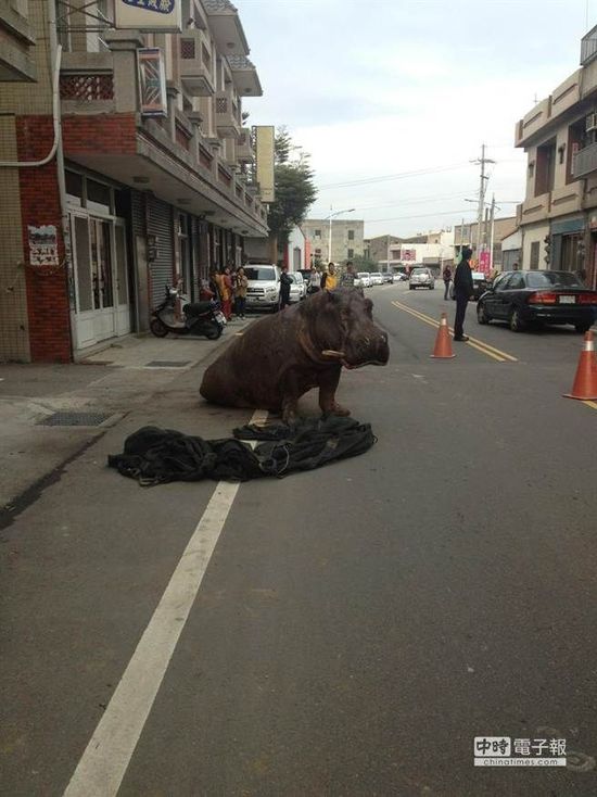 河马从货车上跌落受伤，试图想爬起身。