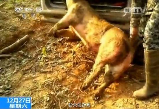 央视曝高安口蹄疫病死猪流入7省市 年销售2千万