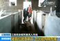 央视曝高安口蹄疫病死猪流入7省市 年销售2千万