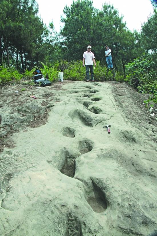 自贡现2亿年前恐龙脚印 还是内八字