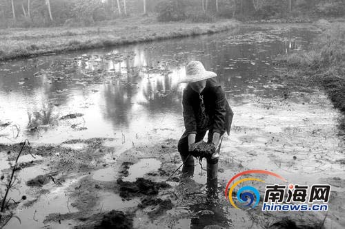 炭渣长年堆积致水田土地变黑。王渝 摄