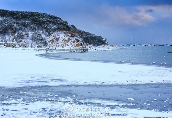 雪中与天鹅约会(图：@拍照片的大张)