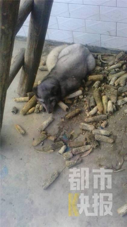 深夜院子现怪物 长得像狐狸