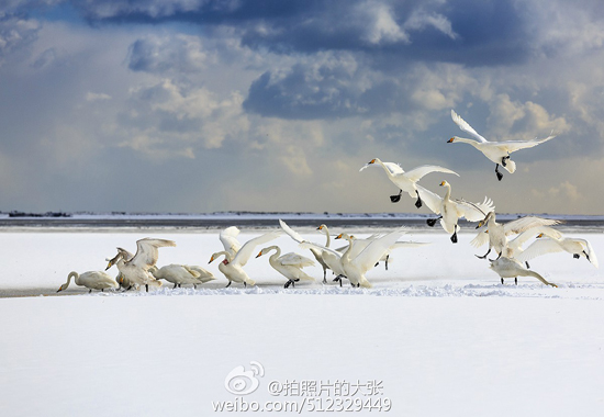 雪中与天鹅约会(图：@拍照片的大张)