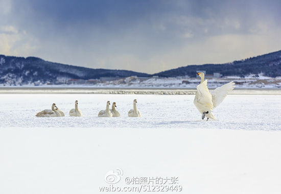 雪中与天鹅约会(图:@拍照片的大张)