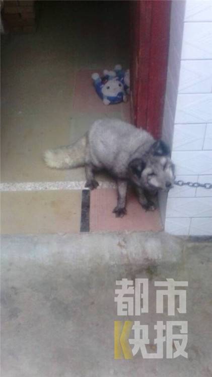 深夜院子现怪物 长得像狐狸