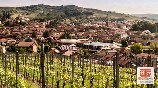 关于白松露的11个秘密|白松露|阿尔芭