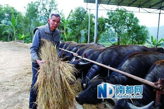 李连庆为牛准备草料。南都记者 陈辉 摄