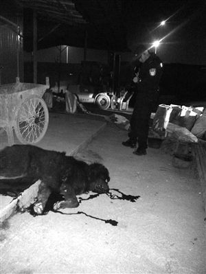藏獒被特警击毙，倒在了血泊中 通讯员供图