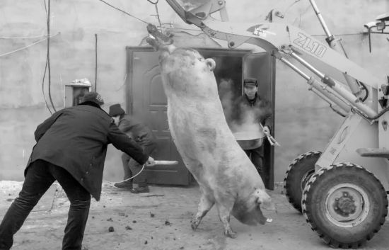 这头猪实在太大了，不用铲车可没人能搬动它