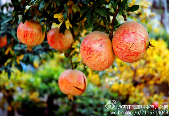 冠世榴园石榴(图:@枣庄市旅游局)