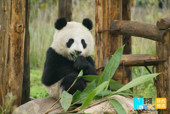 陕西熊猫大宝已于1月4日死亡