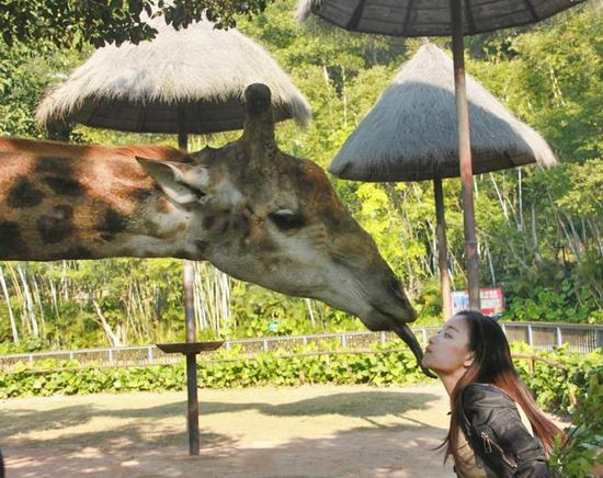 倪妮真人秀当动物饲养员 大胆与狮子接吻