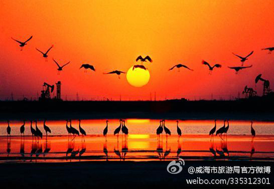 东营黄河口生态旅游区(图:@威海市旅游局)