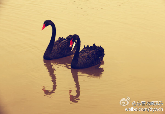 东营黄河口生态旅游区(图:@东营吃喝玩乐)