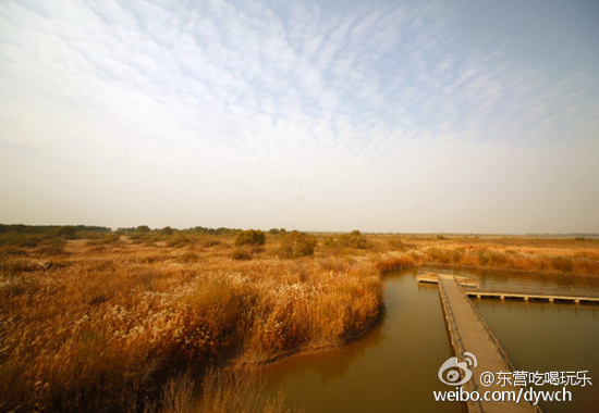 东营黄河口生态旅游区(图:@东营吃喝玩乐)