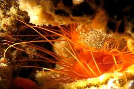 浮游生物作为猎物被放入了水缸中。圆栉锉蛤的触手感觉到了猎物的存在，它们的闪光频率也显著增加。大多数浮游生物都是趋光性的。