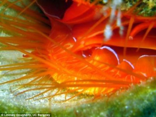 在之后的实验中，研究者在圆栉锉蛤的触手中发现了很高的硫含量。硫是组成硫酸的重要成分。一只攻击圆栉锉蛤的雀尾螳螂虾在碰到触手之后，立马缩了回去，而且陷入了十分紧张的状态。多尔蒂推测，圆栉锉蛤能产生有毒的酸性黏液，以此赶走掠食者。