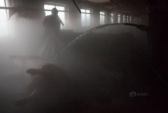 吉林大白猪两年长到735斤 村民用铲车拉猪