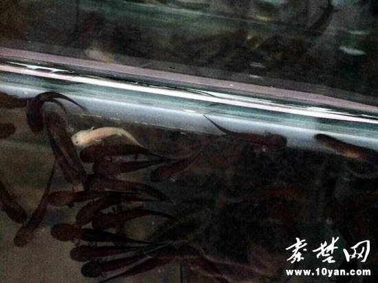 十堰惊现罕见