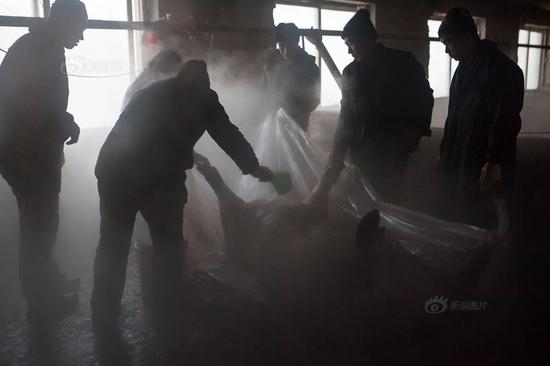 吉林大白猪两年长到735斤 村民用铲车拉猪