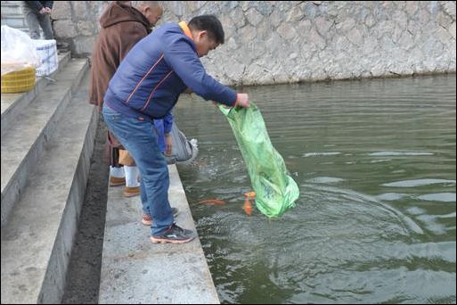 在安福寺的秀水放生池安家了