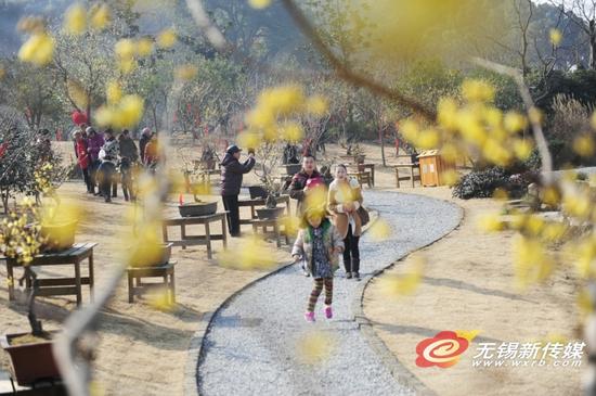 “蜡梅园”正式迎客