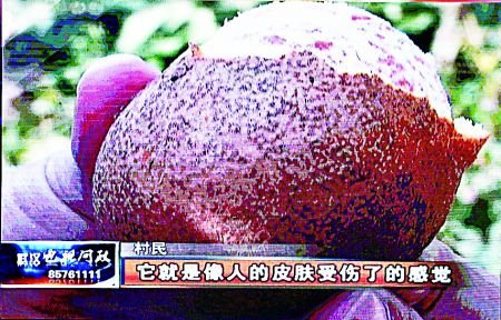 武漢一女區(qū)長吃下受污染的“水泥橘”