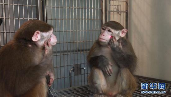 这张由上海生命科学研究院提供的照片显示，一只猴子对着镜子摸脸上的红色光点。中国研究人员8日说，猴子经过训练可以学会照镜子，认识到镜子中的猴子就是它自己，而且学会后似乎就喜欢上了照镜子。这一成果将有助了解人类自我意识的起源和神经机制。这项研究发表在新一期美国《当代生物学》杂志上。新华社发