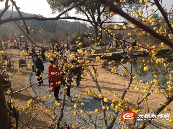 腊梅绽放