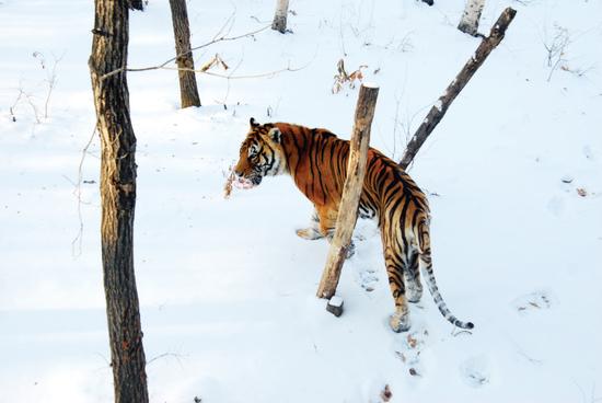 三九天老虎出来放放风 野化训练可提高生存力